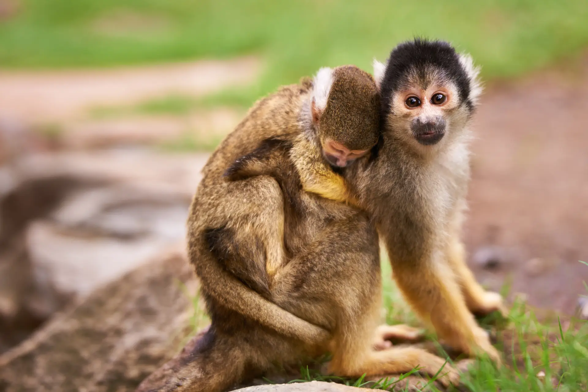 Beautiful photograph of a little monkey hugging its mother