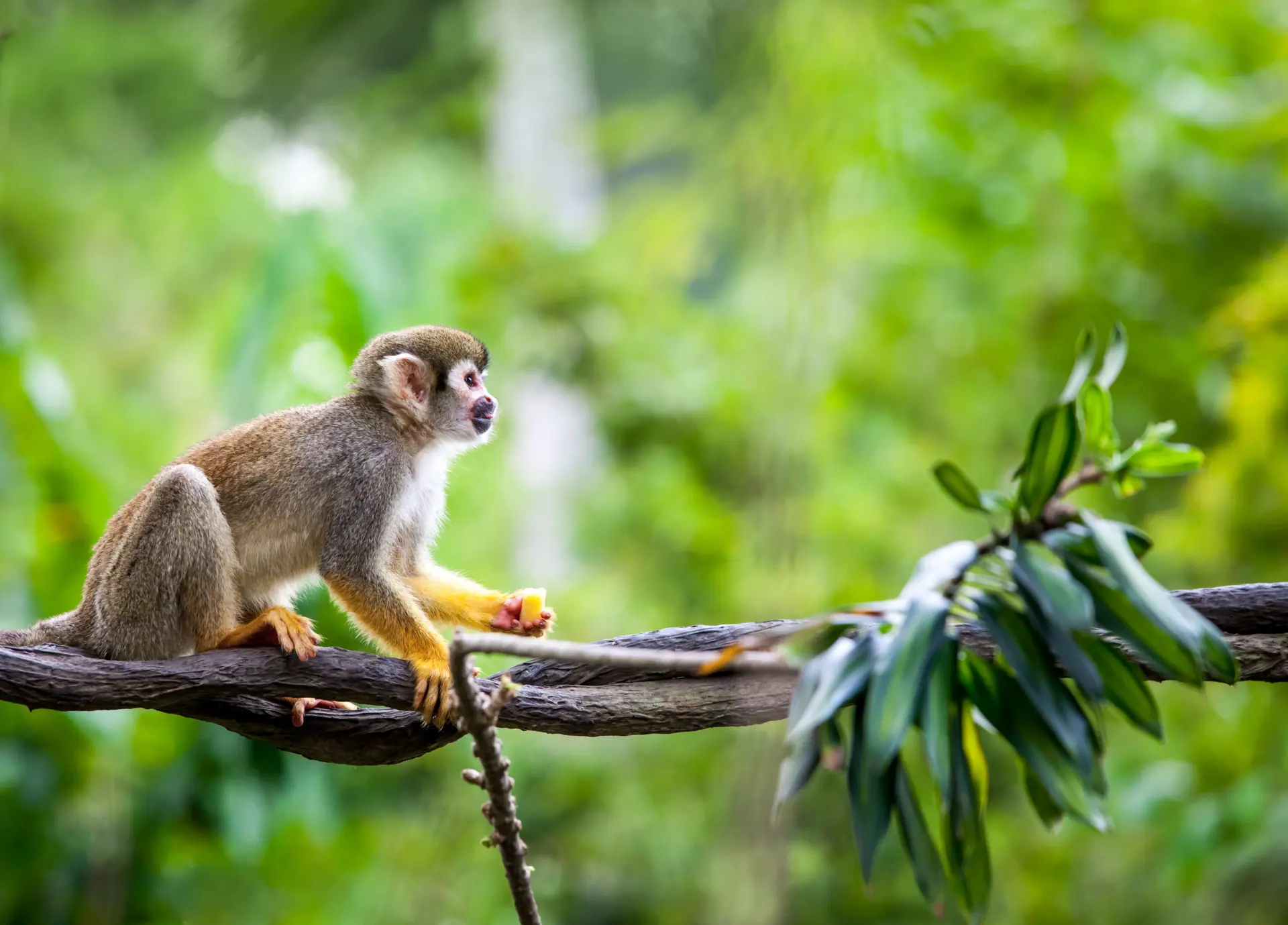 Squirrel monkey on a branch