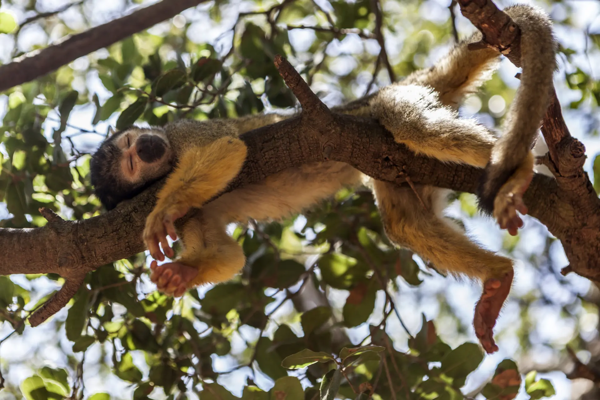 Squirrel monkey sleeping in a tree
