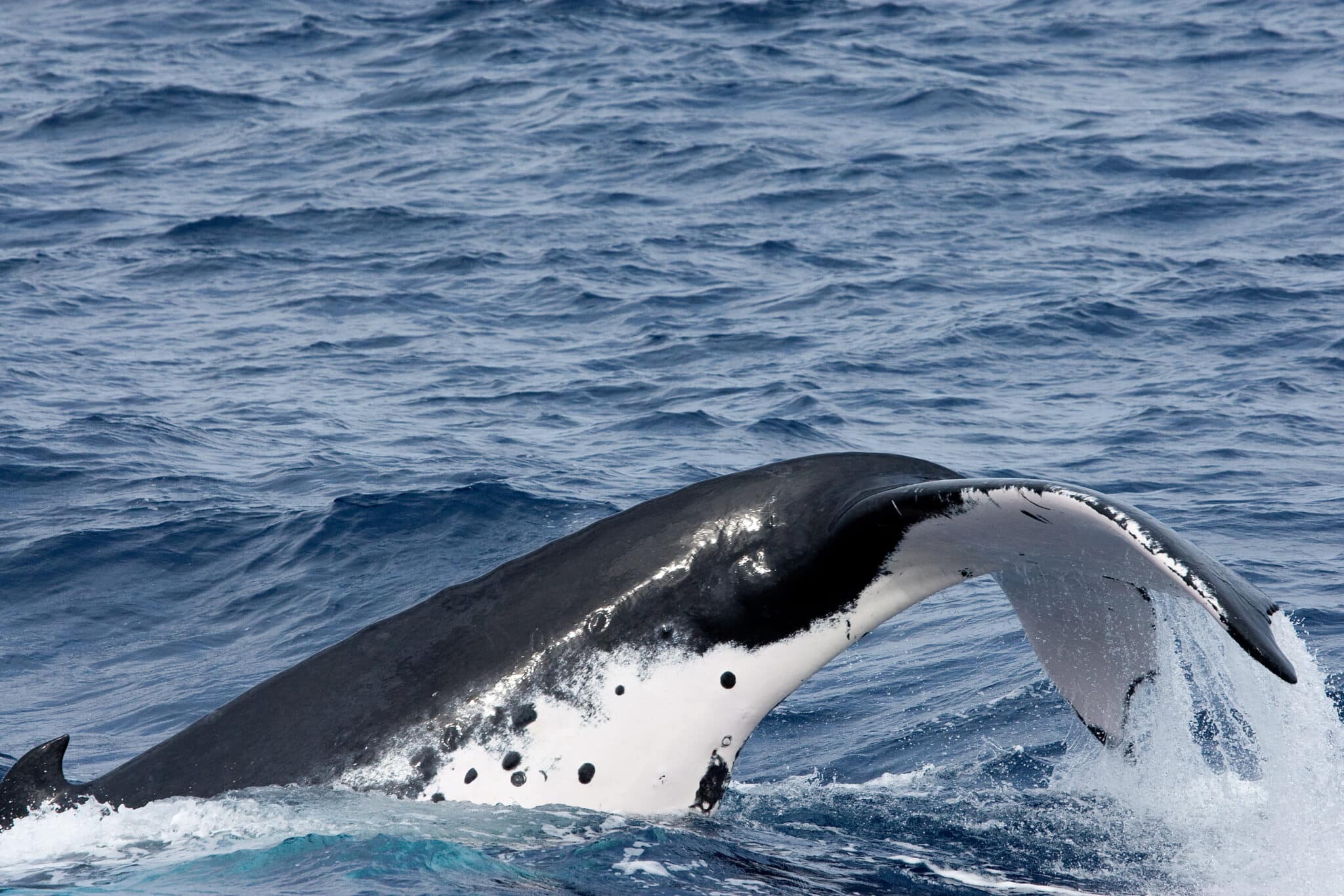 Behavior of Humpback whale
