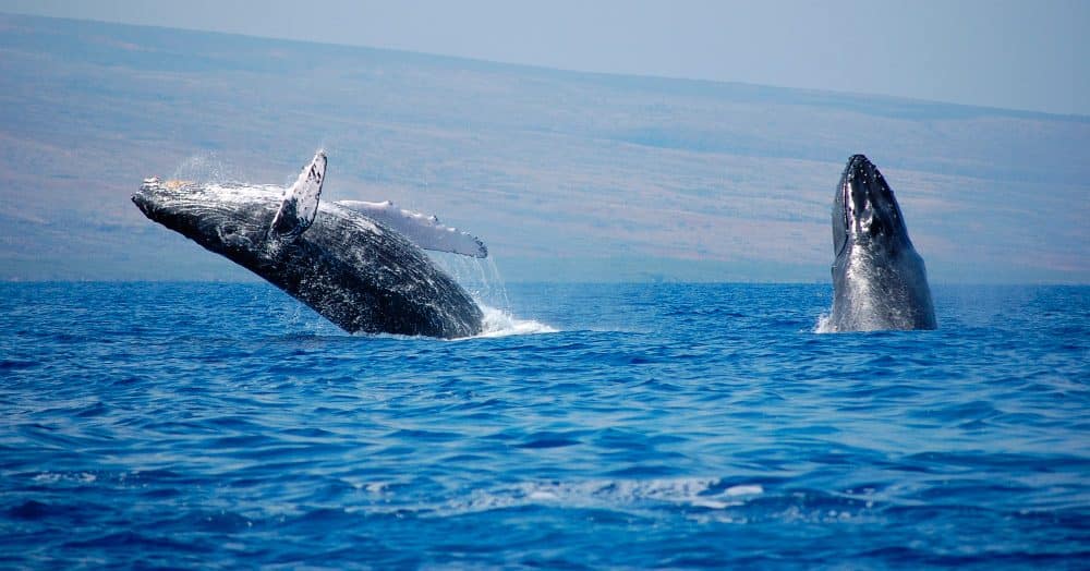 Whale surfacing from the ocean 1