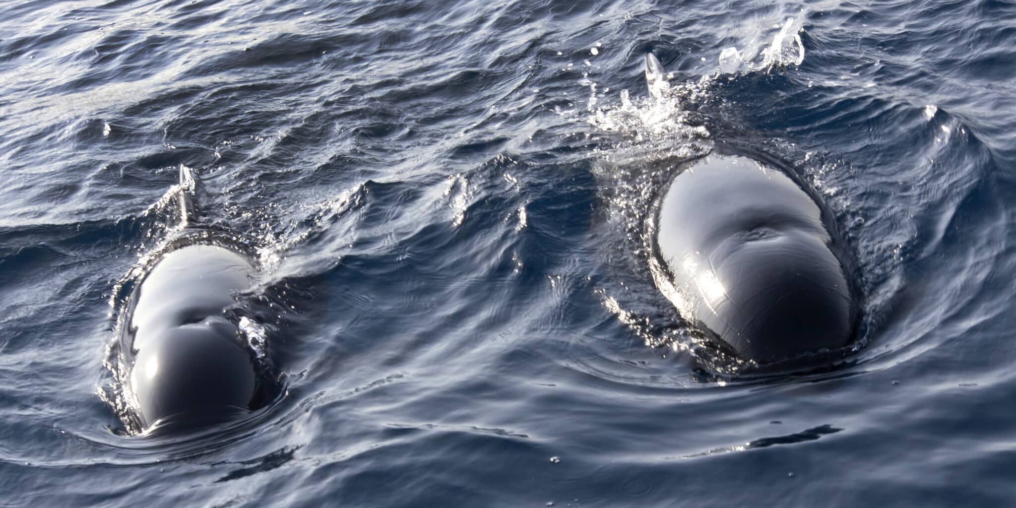 Long-finned Pilot Whale, El Estrecho Natural Park, Spain