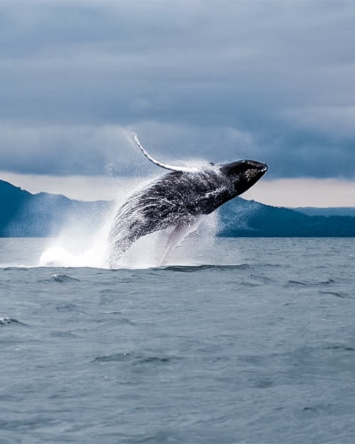 Whale surfacing from the ocean 3