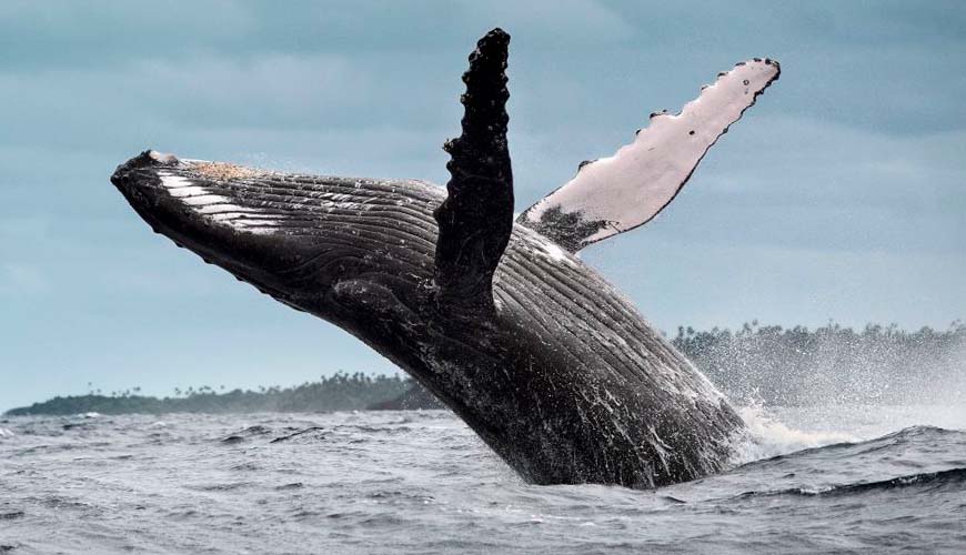 Whale surfacing from the ocean 4
