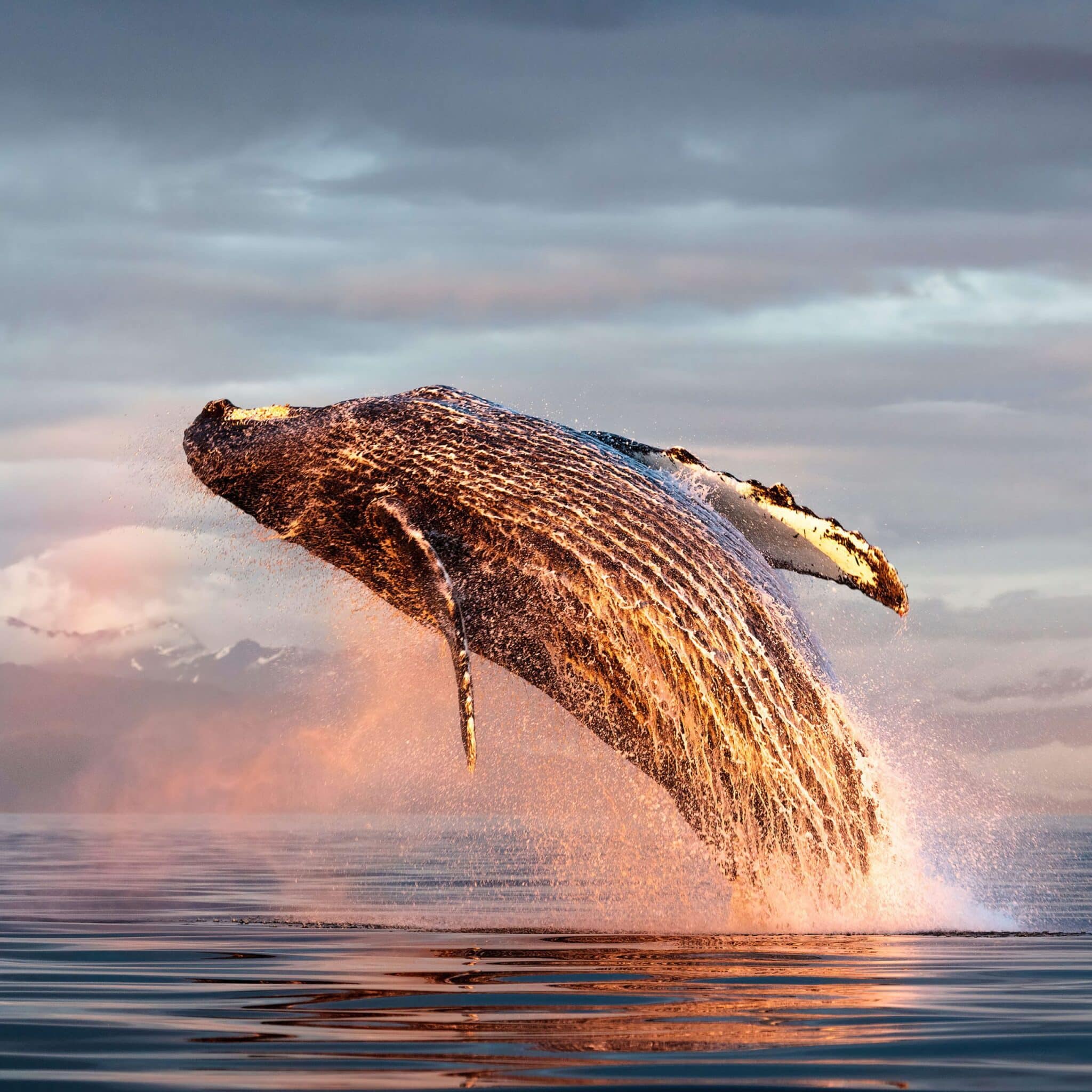 Whale surfacing from the ocean