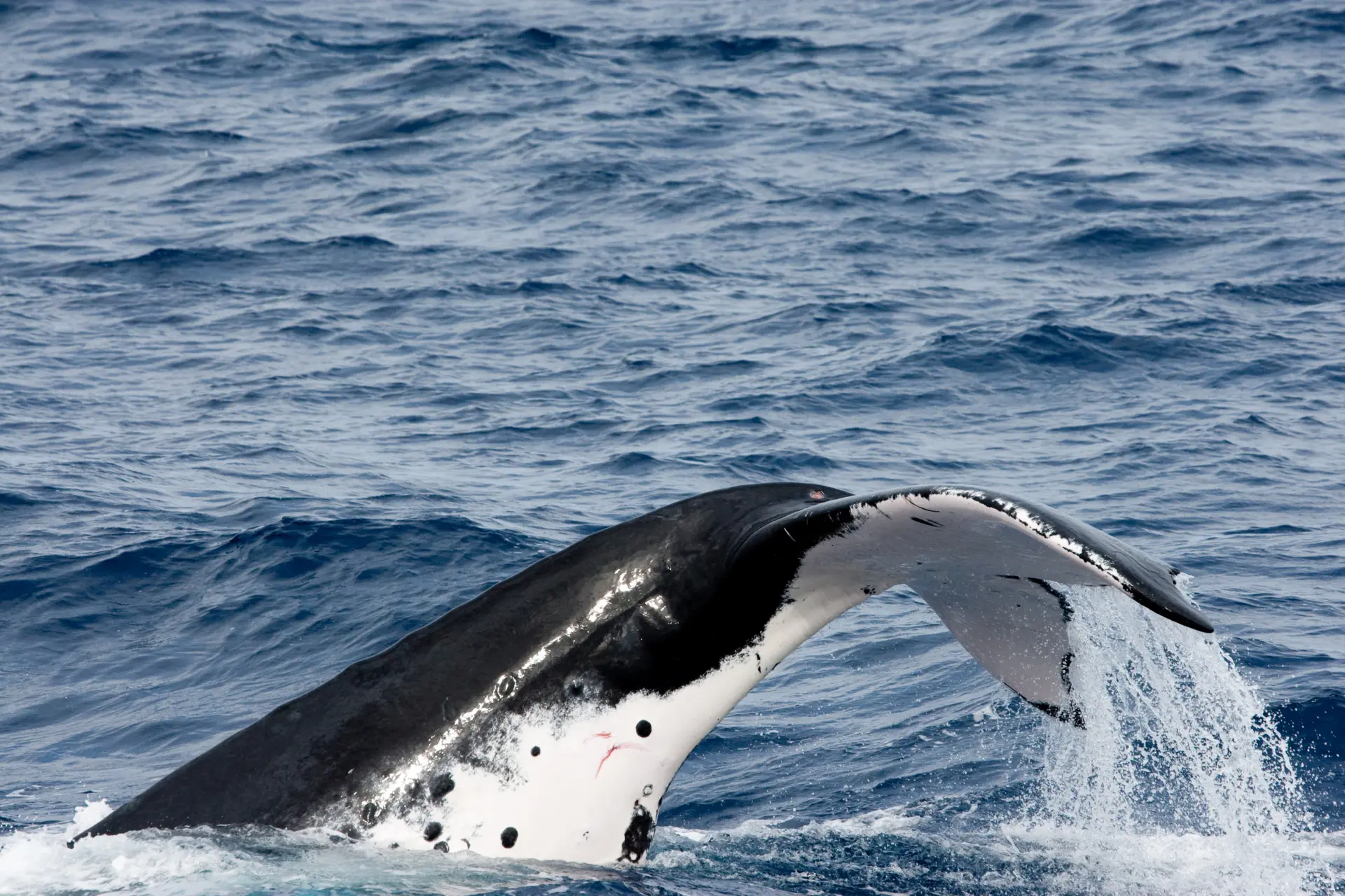 Behavior of humpback whale