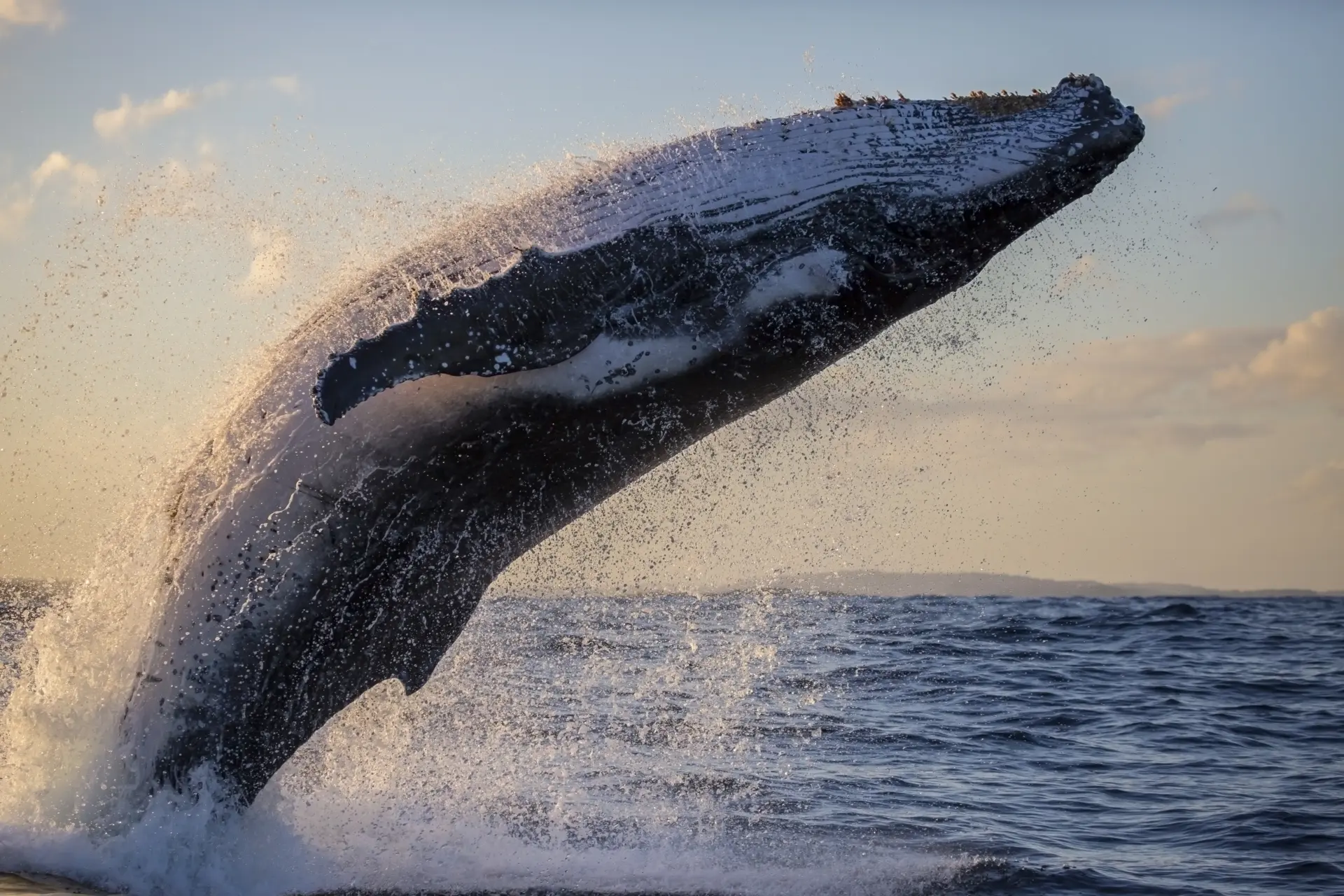 Humpback Whale Breaches