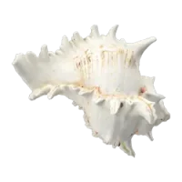 shell_2.png